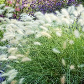 trawa-rozplenica-kosmata-nasiona-traw-trawy-dekoracyjne-ozdobne