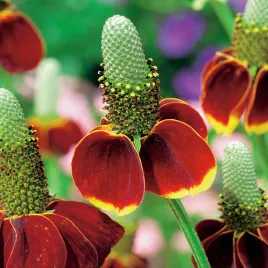 ratibida-mexican-hat-czerwono-zolta-nasiona-kwiatow-oryginalne-kwiaty