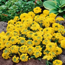 smagliczka-skalna-zolta-nasiona-kwiatow-latwa-uprawa-idealna-na-skalniaki