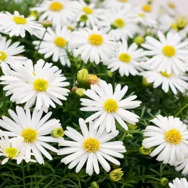 stokrotka-lakowa-nasiona-kwiatow-na-laki-biale-drobne-kwiaty