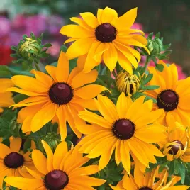 rudbekia-my-joy-nasiona-kwiatow-zolte-pachnace-kwiaty-idealne-na-rabaty