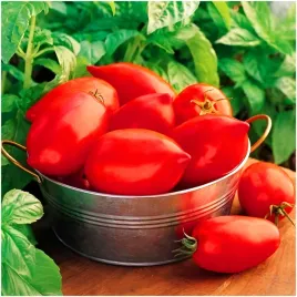 pomidor-szklarniowy-big-mama-f1-owoce-w-ksztalcie-sliwki-nasiona-toraf