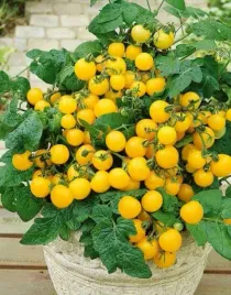 pomidor-koktajlowy-aztek-zolty-karlowa-nasiona-toraf