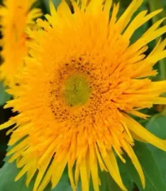 slonecznik-ozdobny-astra-gold-miododajna-nasiona-kwiatow-toraf