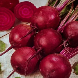 burak-cwiklowy-ceryl-delikatna-skorka-soczysty-odporny-nasiona-buraka