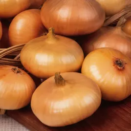 cebulka-borettana-splaszczona-soczysta-plenna-odporna-nasiona-cebuli