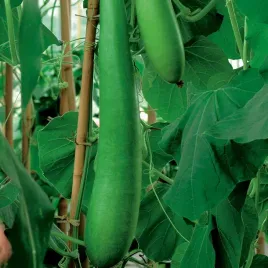 tykwa-pospolita-sicilian-snake-nasiona-kwiatow-pnacze-ozdobne-dlugie-owoce