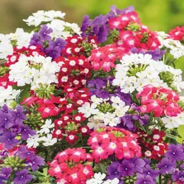 werbena-ogrodowa-mieszanka-obfite-kwitnienie-nasiona-kwiatow-jednorocznych
