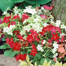 tyton-ozdobny-mieszanka-pachnace-kwiaty-jednoroczne-wieczorne-nasiona