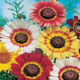 zlocien-trojbarwny-nasiona-kwiatow-mix-kolorow-obfite-kwitnienie