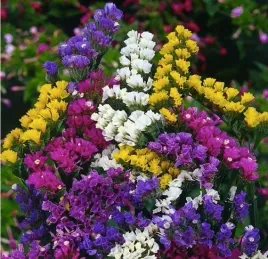 zatrwian-wrebny-mieszanka-kolorow-nasiona-kwiatow