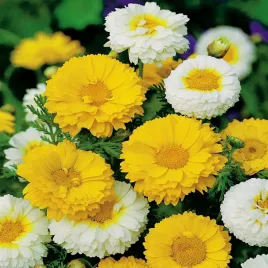 zlocien-wiencowy-bialo-zolty-nasiona-kwiatow-idealny-na-rabaty