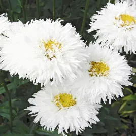 zlocien-wlasciwy-crazy-daisy-nasiona-kwiatow-biale-kwiaty-do-ogrodu