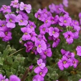 zagwin-mix-ogrody-skalne-i-rabaty-nasiona