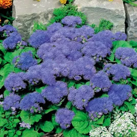 zeniszek-meksykanski-niebieski-nasiona-kwiatow-niebieskich-jednoroczne