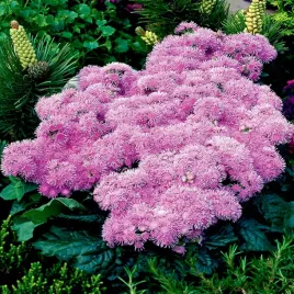 zeniszek-meksykanski-rozowy-nasiona-kwiatow-dekoracyjne-jednoroczne