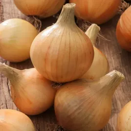 cebula-polanowska-sredniopozna-kulista-plenna-odporna-nasiona-cebuli