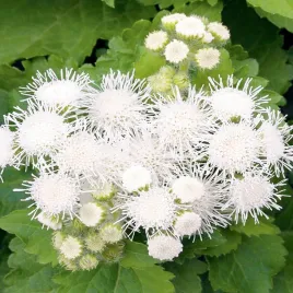 zeniszek-meksykanski-bialy-nasiona-kwiatow-latwa-uprawa-kwiaty-jednoroczne