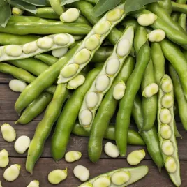 bob-bartom-sredniowczesny-duze-swieze-nasiona-plenne-odporne-smaczne