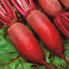 burak-cwiklowy-forono-cylindryczny-bardzo-smaczny-soczysty-nasiona-buraki