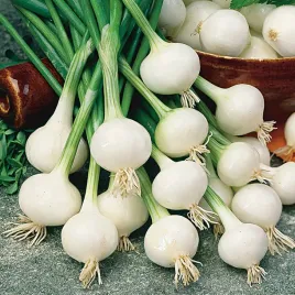 cebula-zimujaca-agra-odporna-smaczna-plenna-nasiona-cebuli