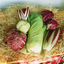 cykoria-mieszanka-cykorii-lisciowa-zdrowa-duzo-witamin-nasiona