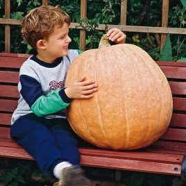 dynia-olbrzymia-atlantic-giant-gigantyczne-owoce-nawet-300-kg-nasiona-dyni