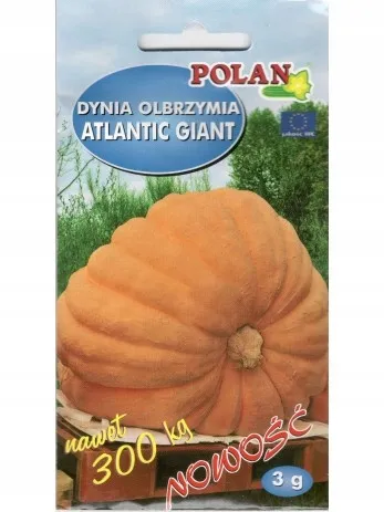 dynia-olbrzymia-atlantic-giant-styl-ogrod-japonski-ogrod-nowoczesny-ogrod-skalny-ogrod-srodziemnomorski-ogrod-wiejski
