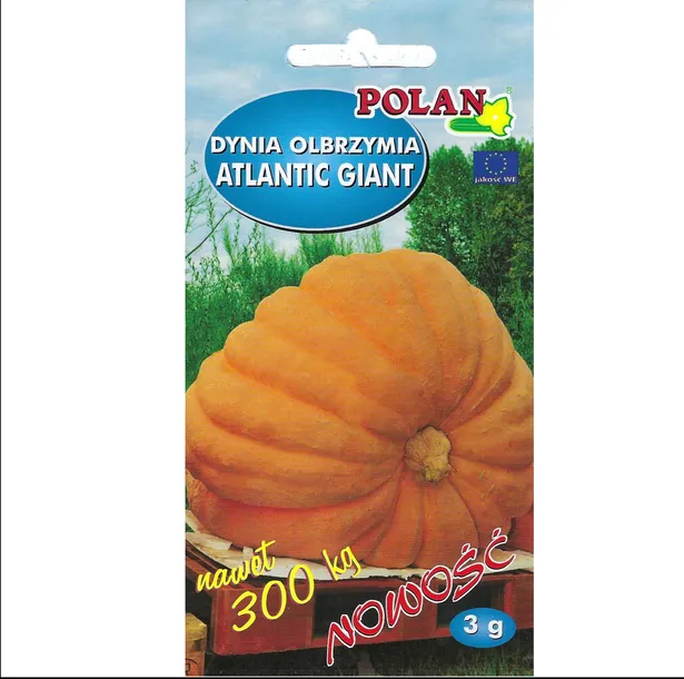 dynia-olbrzymia-atlantic-giant-kolor-kwiatow-biale-czarne-czerwone-fioletowe-niebieskie-pomaranczowe-roznobarwne-rozowe-zolte