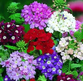 werbena-zwisajaca-nasiona-mix-kolorow-bialy-czerwony-niebieski-toraf