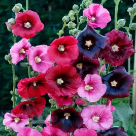 malwa-ogrodowa-mix-mieszanka-nasiona-kwiatow-malwy-wysokie-kwiaty