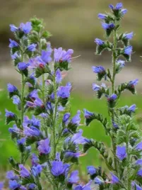 zmijowiec-zwyczajny-1g-wildflower-miododajna-roslina