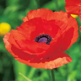 mak-polny-czerwony-nasiona-kwiatow-czerwone-kwiaty-roslina-ozdobna-maki
