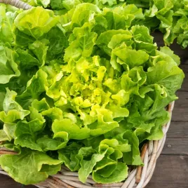 endywia-bionda-a-cuore-pieno-gladkie-liscie-bardzo-plenna-nasiona-warzyw