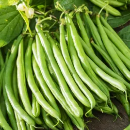 fasola-zwykla-karlowa-paulinera-zielona-srednio-pozna-nasiona-warzyw