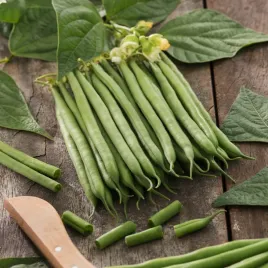 fasola-zwykla-karlowa-muza-zielona-srednio-wczesna-nasiona-warzyw