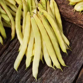 fasola-zwykla-karlowa-mamutina-sr-wczesna-szeroki-strak-nasiona-warzyw