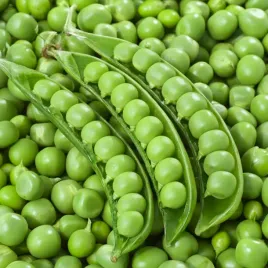 groch-konserwowy-izolda-srednio-wczesny-nasiona-warzyw