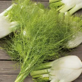 koper-wloski-nasiona-kopru-wloskiego-aromatyczny-nasiona-ziol-ziola