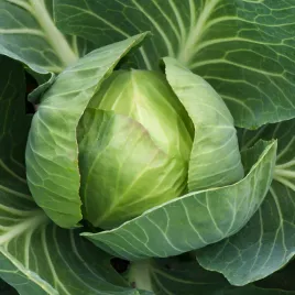 kapusta-jasper-f1-odmiana-pozna-nasiona-warzyw-kapusty