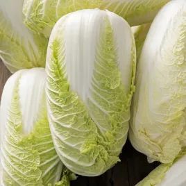 kapusta-pekinska-bilko-f1-zbior-lato-jesien-nasiona-warzyw-kapusty