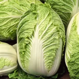kapusta-pekinska-capitol-f1-zbior-lato-jesien-nasiona-warzyw-kapusty