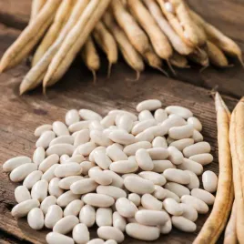 fasola-igolomska-wczesna-biala-wysokiej-jakosci-nasiona-warzyw-fasoli