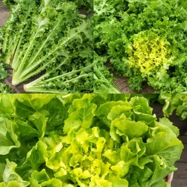 endywia-mieszanka-endywii-lisciowa-nasiona-warzyw-odmiana-bardzo-plenna