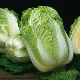 kapusta-pekinska-hilton-odmiana-bardzo-smaczna-jasnozielona-nasiona-warzyw