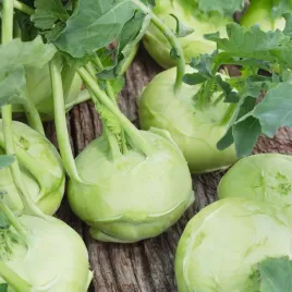 kalarepa-gabi-wczesna-zoltozielona-wysokiej-jakosci-nasiona-warzyw