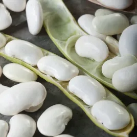 fasola-eryka-na-suche-nasiona-sredniowczesna-nasiona-warzyw-fasoli