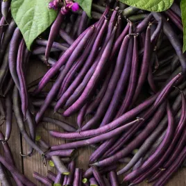 fasola-karlowa-szparagowa-amethyst-fioletowa-dl-straka-ok-16-cm-nasiona
