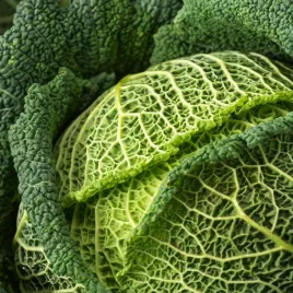 kapusta-wloska-langedijska-odmiana-pozna-nasiona-warzyw-kapusty