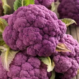 kalafior-di-sicilla-violetto-fioletowa-roza-nasiona-warzyw